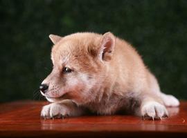 纯种柴犬多少钱一只