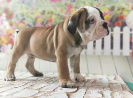 北京英国斗牛犬价格多少钱