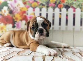 北京英国斗牛犬价格多少钱