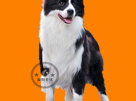 北京边境牧羊犬价格多少钱