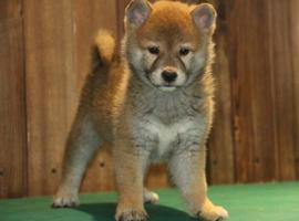 纯种赤色柴犬多少钱一只