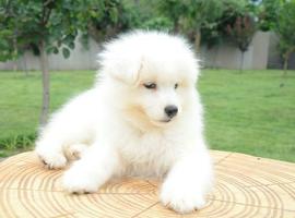 北京萨摩耶价格多少钱