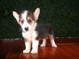 北京柯基幼犬价格多少钱