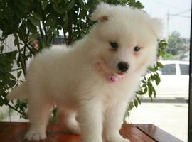 北京萨摩耶价格多少钱