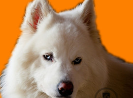 北京萨摩耶价格多少钱