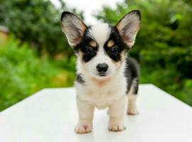 北京双色柯基犬幼犬价格多少钱