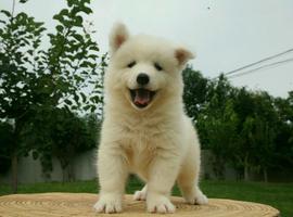 北京萨摩耶价格多少钱