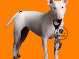 北京牛头梗价格多少钱