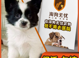 北京边境牧羊犬价格多少钱