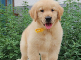 北京金毛犬价格多少钱