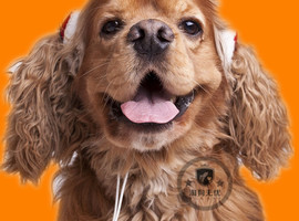 北京可卡犬价格多少钱