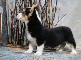 北京三色柯基犬幼犬价格多少钱