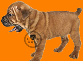 北京沙皮犬价格多少钱