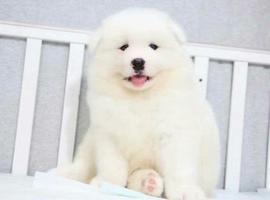 北京萨摩耶价格多少钱