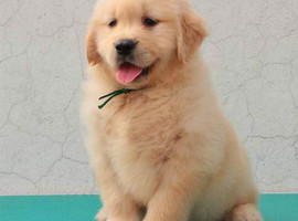 北京金毛犬价格多少钱