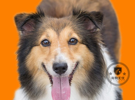 北京喜乐蒂犬价格多少钱