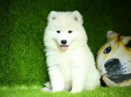 北京萨摩耶价格多少钱