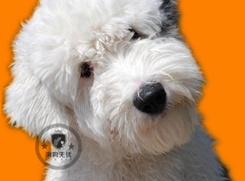 北京古代牧羊犬价格多少钱