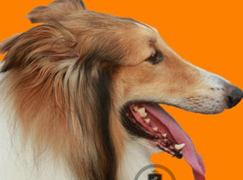 北京苏格兰牧羊犬价格多少钱