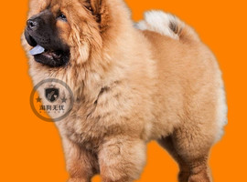 北京松狮犬价格多少钱