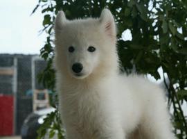 北京萨摩耶价格多少钱