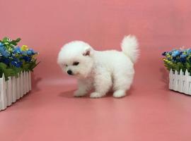 北京博美犬价格多少钱