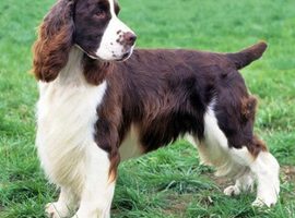 纯种史宾格幼犬多少钱一只