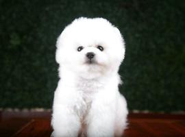 北京博美犬价格多少钱