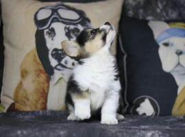 北京三色柯基犬幼犬价格多少钱