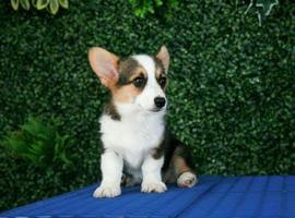 北京三色柯基幼犬价格多少钱