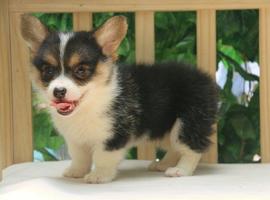 北京柯基犬幼犬价格多少钱