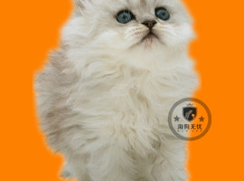波斯猫