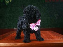 黑色泰迪幼犬多少钱一只