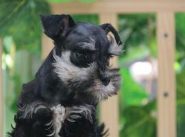 雪纳瑞犬价格多少钱