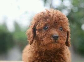 红棕色泰迪幼犬多少钱一只