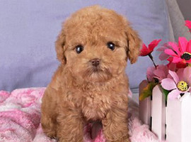 泰迪幼犬多少钱一只