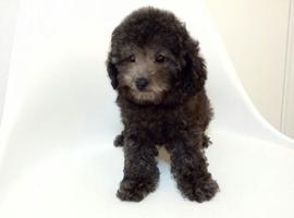 灰色泰迪幼犬多少钱一只