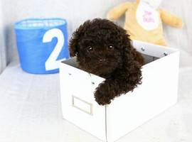 泰迪幼犬多少钱一只