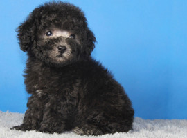 泰迪幼犬多少钱一只