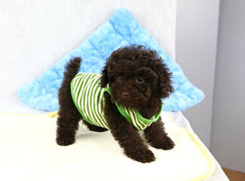 泰迪幼犬多少钱一只