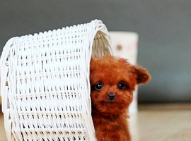 泰迪幼犬多少钱一只