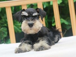 雪纳瑞犬价格多少钱