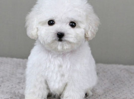 泰迪幼犬多少钱一只