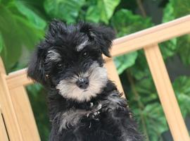 雪纳瑞犬价格多少钱