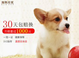 北京柯基幼犬价格多少钱