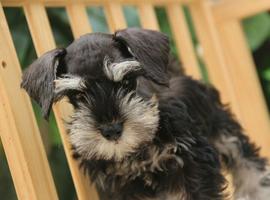 雪纳瑞犬价格多少钱