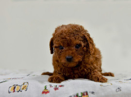 红棕色泰迪幼犬多少钱一只