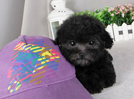 泰迪幼犬多少钱一只