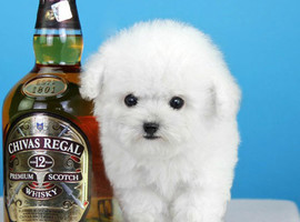 泰迪幼犬多少钱一只