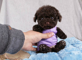 泰迪幼犬多少钱一只